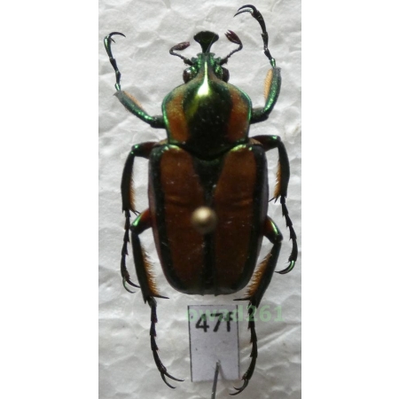 Phaedimus rafaelii howdeni Arnaud, 1987 male Philippines47f